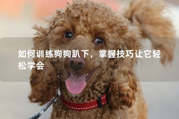 如何训练狗狗趴下，掌握技巧让它轻松学会