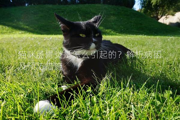 猫咪肠胃炎是怎么引起的？解析病因及预防措施
