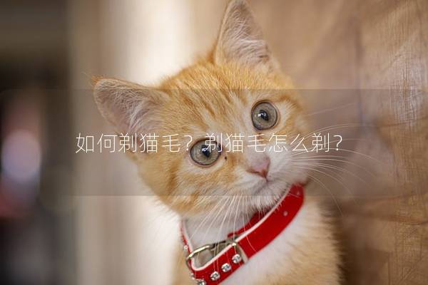 如何剃猫毛？剃猫毛怎么剃？
