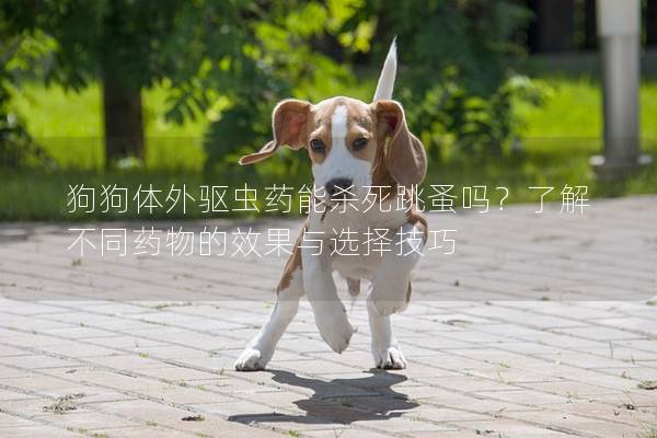 狗狗体外驱虫药能杀死跳蚤吗？了解不同药物的效果与选择技巧