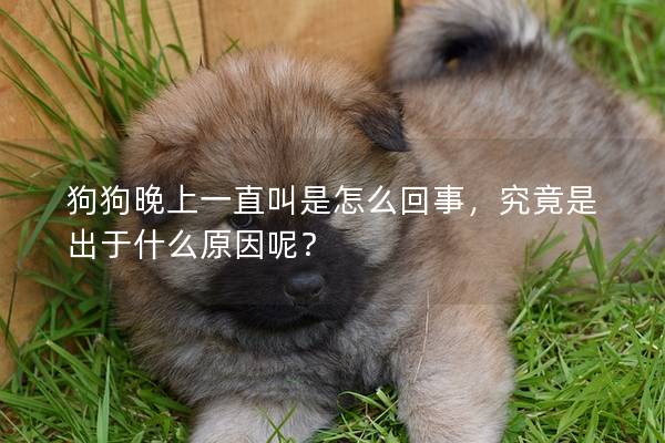 狗狗晚上一直叫是怎么回事，究竟是出于什么原因呢？