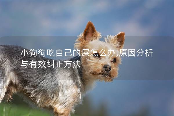 小狗狗吃自己的屎怎么办,原因分析与有效纠正方法