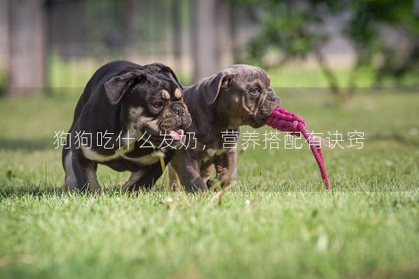 狗狗吃什么发奶，营养搭配有诀窍