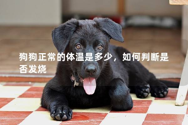 狗狗正常的体温是多少，如何判断是否发烧