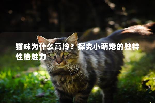 猫咪为什么高冷？探究小萌宠的独特性格魅力