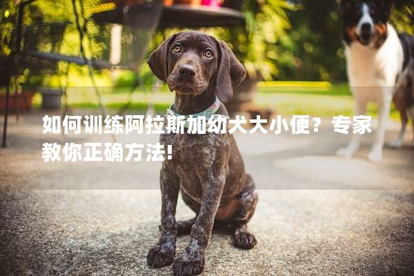 如何训练阿拉斯加幼犬大小便？专家教你正确方法!