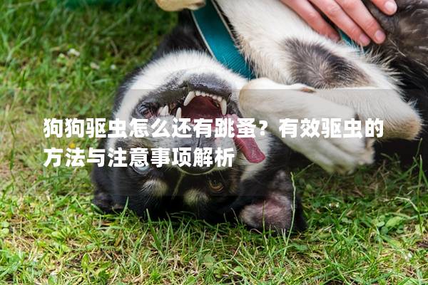 狗狗驱虫怎么还有跳蚤？有效驱虫的方法与注意事项解析