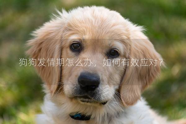 狗狗发情期怎么办，如何有效应对？