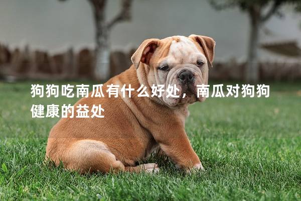 狗狗吃南瓜有什么好处,南瓜对狗狗健康的益处 狗狗吃南瓜有什么好处,南瓜对狗狗健康的益处