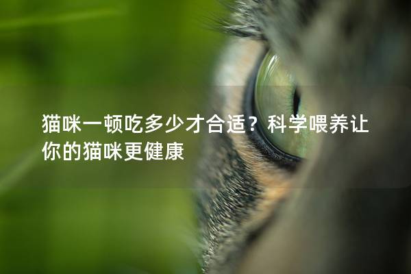 猫咪一顿吃多少才合适？科学喂养让你的猫咪更健康