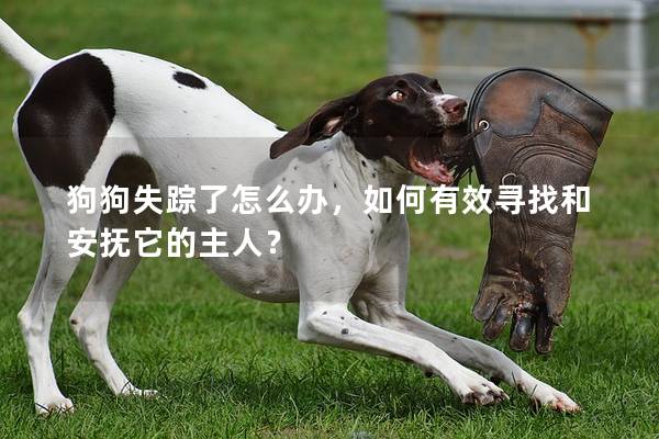 狗狗失踪了怎么办，如何有效寻找和安抚它的主人？