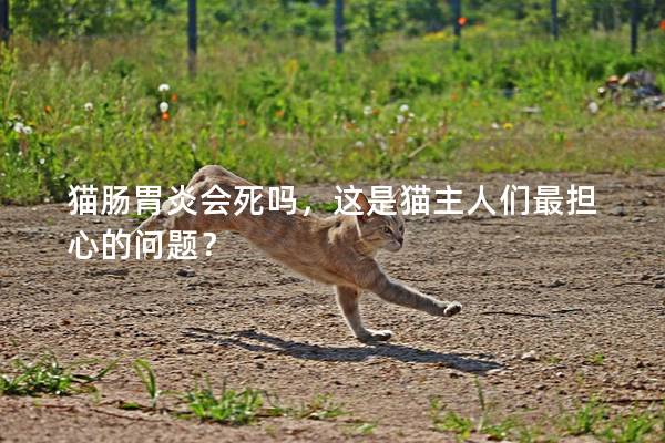 猫肠胃炎会死吗，这是猫主人们最担心的问题？