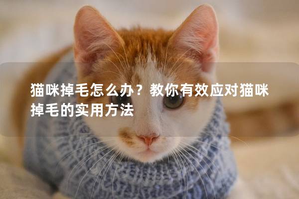 猫咪掉毛怎么办？教你有效应对猫咪掉毛的实用方法