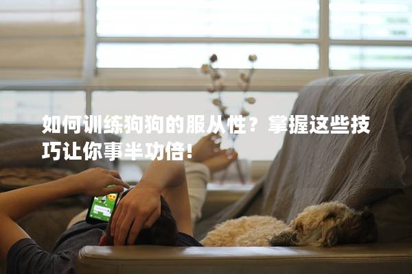 如何训练狗狗的服从性？掌握这些技巧让你事半功倍!