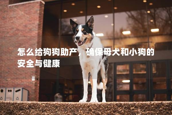 怎么给狗狗助产，确保母犬和小狗的安全与健康