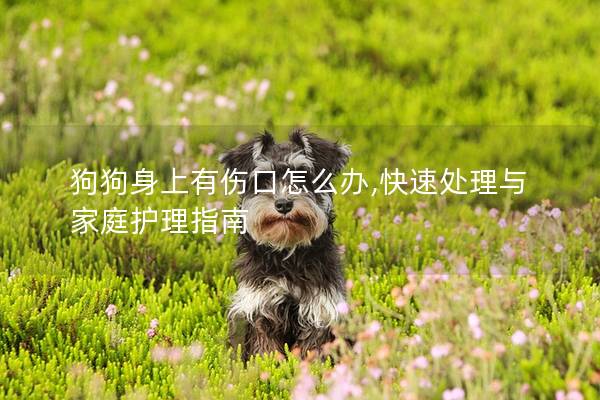狗狗身上有伤口怎么办,快速处理与家庭护理指南