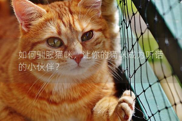 如何驯服猫咪，让你的猫咪成为听话的小伙伴？