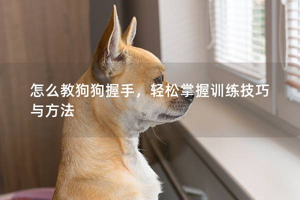 怎么教狗狗握手，轻松掌握训练技巧与方法