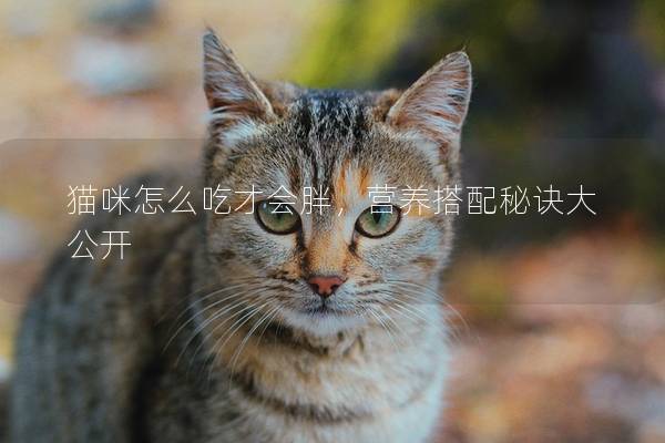 猫咪怎么吃才会胖，营养搭配秘诀大公开