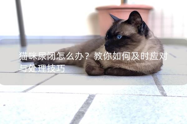 猫咪尿闭怎么办？教你如何及时应对与处理技巧