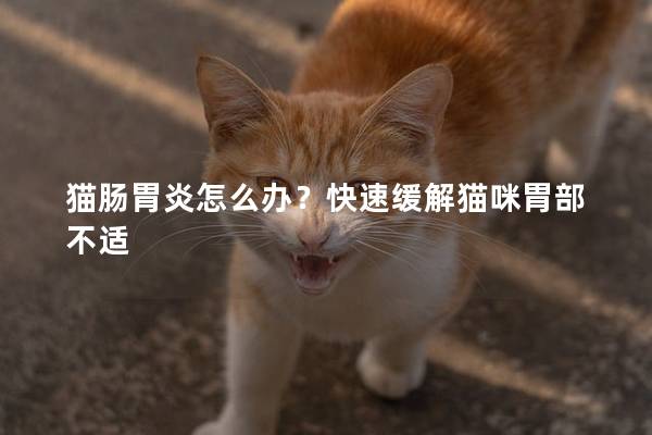 猫肠胃炎怎么办？快速缓解猫咪胃部不适