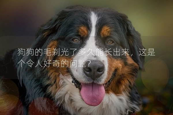 狗狗的毛剃光了多久能长出来，这是个令人好奇的问题？