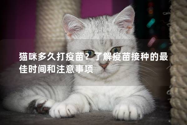 猫咪多久打疫苗？了解疫苗接种的最佳时间和注意事项