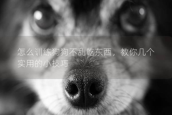 怎么训练狗狗不乱吃东西，教你几个实用的小技巧