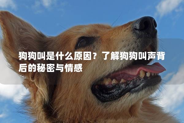 狗狗叫是什么原因？了解狗狗叫声背后的秘密与情感