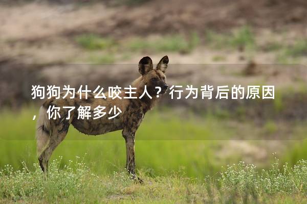 狗狗为什么咬主人？行为背后的原因，你了解多少