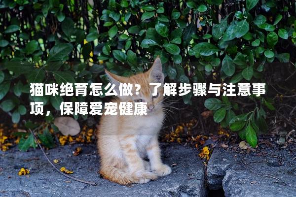 猫咪绝育怎么做？了解步骤与注意事项，保障爱宠健康