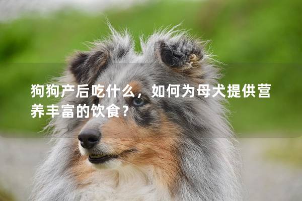 狗狗产后吃什么，如何为母犬提供营养丰富的饮食？