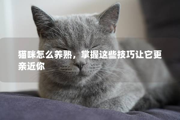 猫咪怎么养熟，掌握这些技巧让它更亲近你