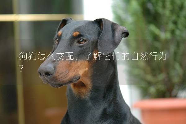 狗狗怎么交配，了解它们的自然行为？