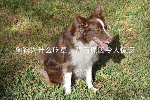 狗狗为什么吃草，背后原因令人惊讶