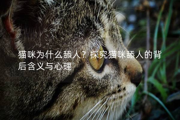 猫咪为什么舔人？探究猫咪舔人的背后含义与心理