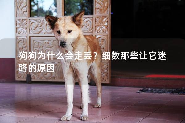 狗狗为什么会走丢？细数那些让它迷路的原因