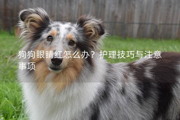 狗狗眼睛红怎么办？护理技巧与注意事项