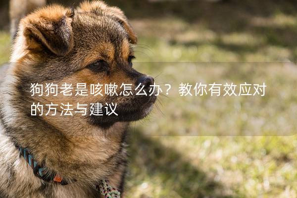 狗狗老是咳嗽怎么办？教你有效应对的方法与建议