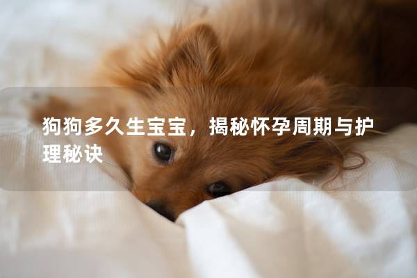 狗狗多久生宝宝，揭秘怀孕周期与护理秘诀