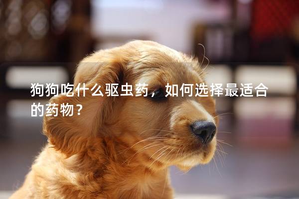狗狗吃什么驱虫药，如何选择最适合的药物？