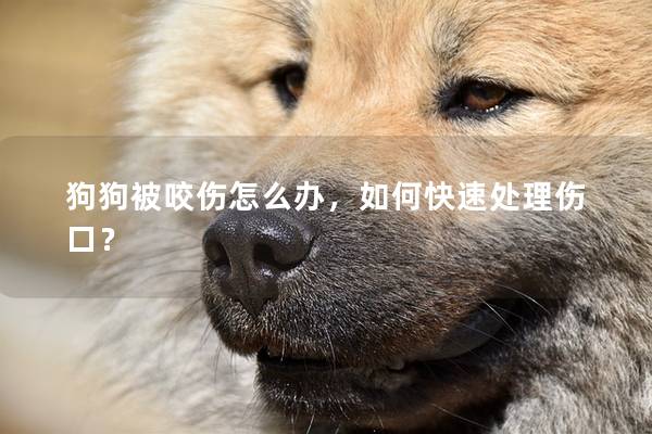 狗狗被咬伤怎么办，如何快速处理伤口？