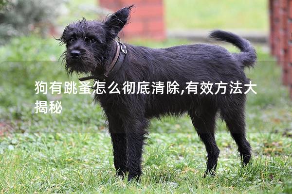 狗有跳蚤怎么彻底清除,有效方法大揭秘
