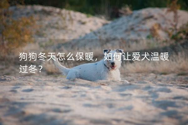 狗狗冬天怎么保暖，如何让爱犬温暖过冬？