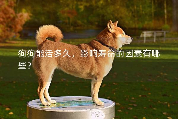 狗狗能活多久，影响寿命的因素有哪些？