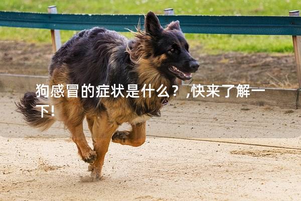 狗感冒的症状是什么？,快来了解一下!