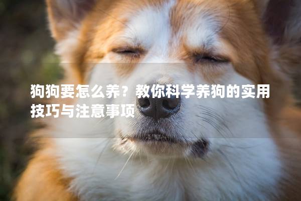 狗狗要怎么养？教你科学养狗的实用技巧与注意事项