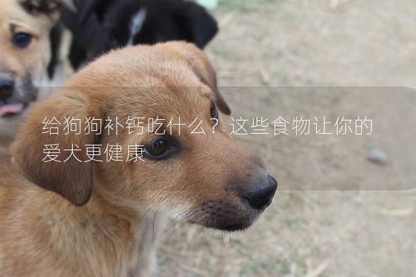 给狗狗补钙吃什么？这些食物让你的爱犬更健康