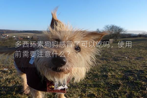 多西环素狗狗感冒了可以吃吗，使用前需要注意什么？