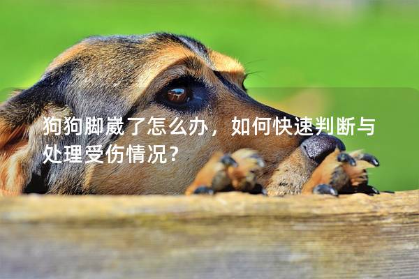 狗狗脚崴了怎么办，如何快速判断与处理受伤情况？